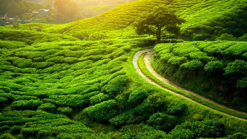 Budget LTC Package β Gangtok & Darjeeling Tour - 2
